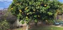 Pomelo tree, Anne Schellman. for The Stanislaus Sprout Blog