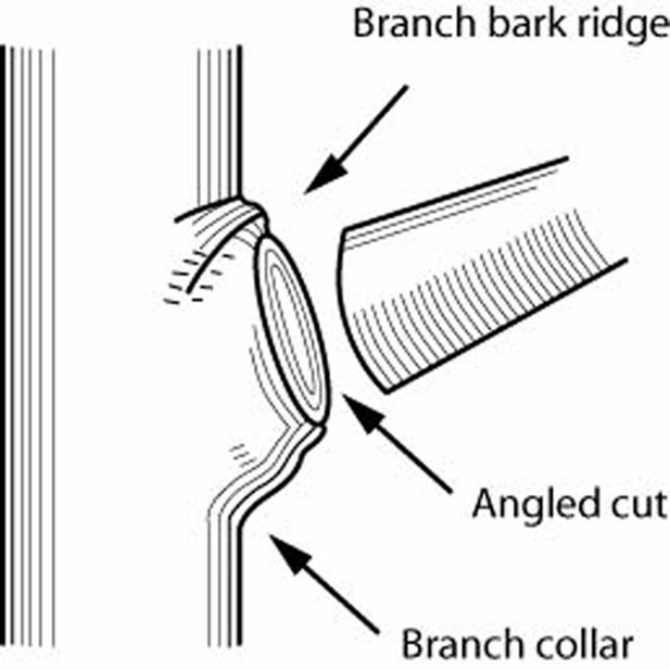 Branch bark ridge; Don't cut into the branch bark ridge or collar. Cutting into the branch collar can damage the plant and cause decay, Dennis R. Pittenger