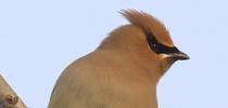 Cedar Waxwing, Richard Brown. for The Stanislaus Sprout Blog