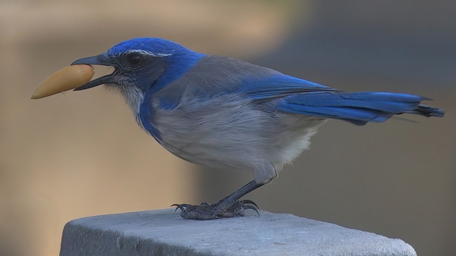 California scrub jay, photo by Richard Brown.