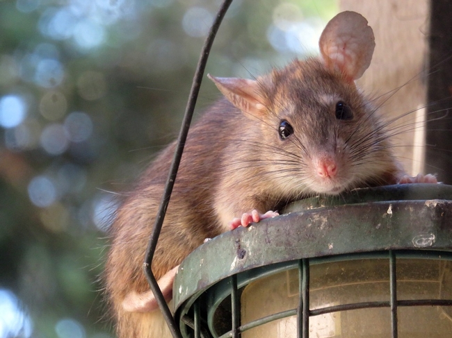 Rat on a bird feeder.