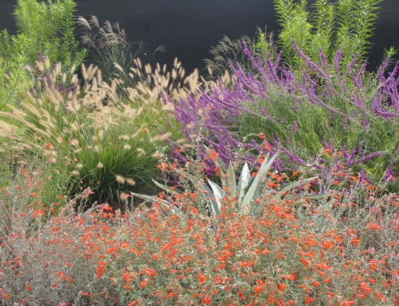 Pollinator garden. (Ellen Zagory, UC Davis Arboretum and Public Garden)