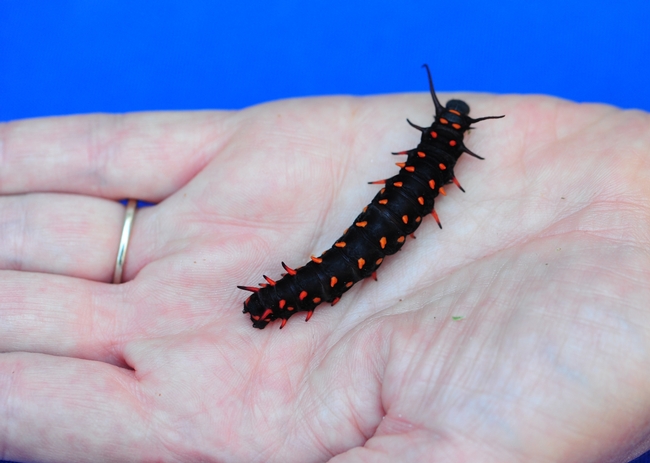 Pipevine swallowtail butterfly larva. (Anne Schellman)