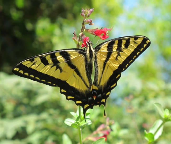 Western tiger swallowtail. (Ellen Zagory, UC Davis Arboretum & Public Garden)