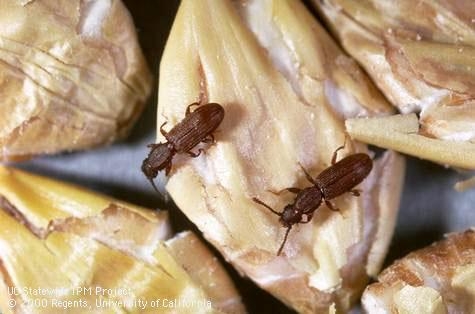 Adult sawtoothed grain beetles. (Jack Kelly Clark, UC IPM)