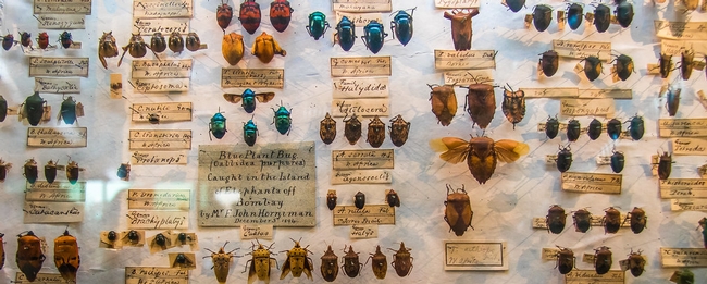 Antique bug collection. (Andrew Moore)