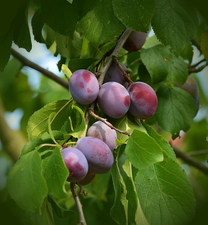 Árvore de fruto roxa e verde