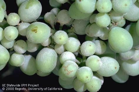 Powdery mildew on grapes. (Jack Kelly Clark, UC IPM)