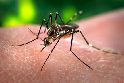 Aedes aegypti, the mosquito that can spread the Zika virus. (James Galthany, CDC)