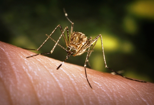 C. tarsalis, the mosquito that can spread West Nile virus. (James Galthany, CDC)