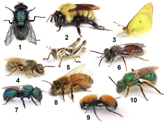 Images of bees and non bees. (Joseph Wilson)