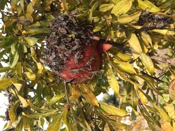 leaffooted bug adults on pomegranate fruit. (Kristin Britt)