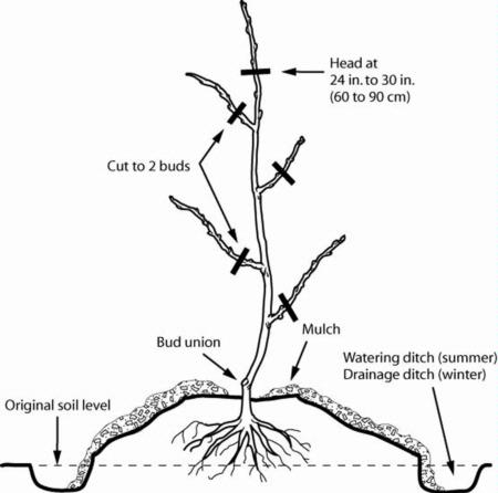 Planting bare root fruit tree. (UC Master Gardener Handbook)