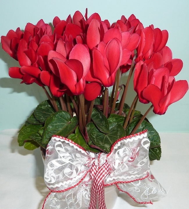Red cyclamen with bow. (pixabay.com)