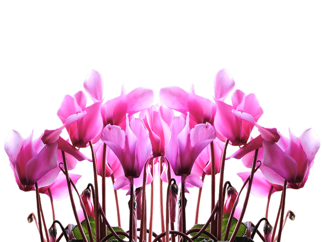 Pink cyclamen. (pixabay.com)