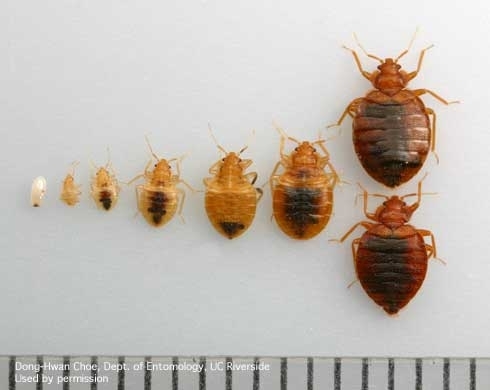 Egg, immature bed bugs, adult bed bugs. (DH Choe)