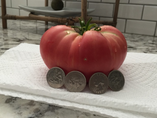 Mortgage Lifter Tomato. (photo: Royce Rhoads)