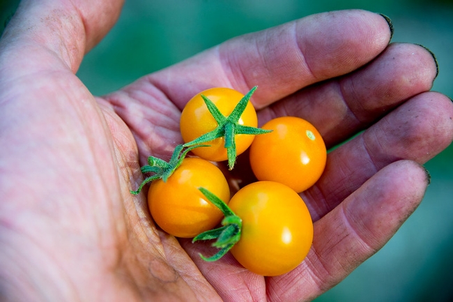 Sungold cherry tomatoes. (photo: Dwight Sipler)