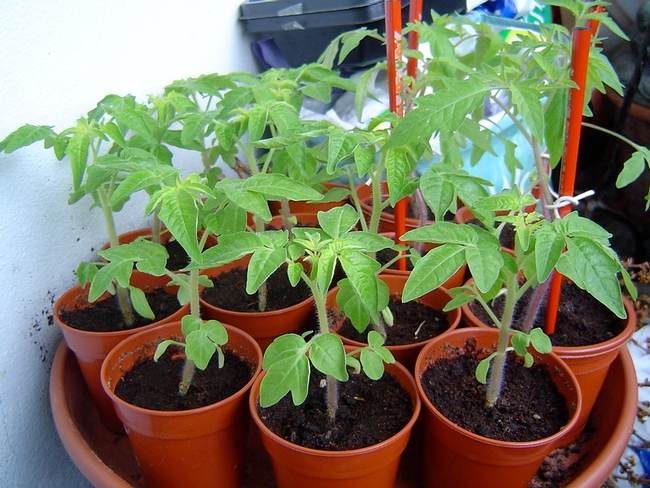 Tomato plants. (photo: Louise Joy)