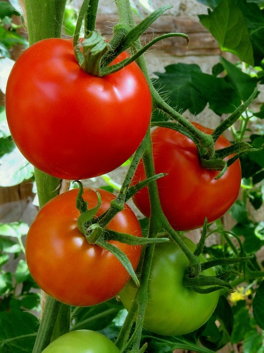 Ripening tomatoes on vine. (photo: pixabay.com)