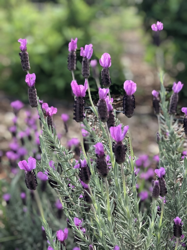 Spanish lavender. (Lisa Cherenson)