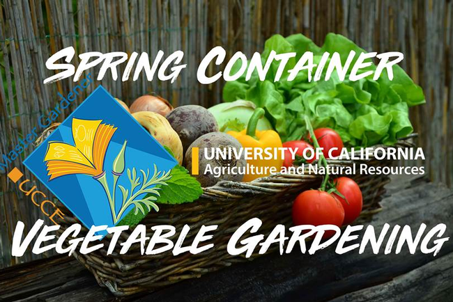 Spring container vegetable gardening basket.