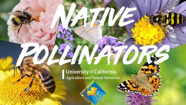 thumbnail image001 native pollinators