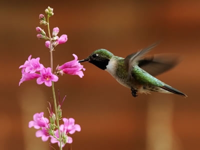 Anna's Hummingbird. (US Forest Service)