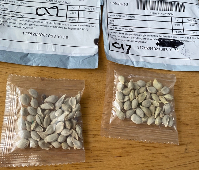Unlabeled seeds from unsolicited packages. (Credit: Washington State Department of Agriculture.)