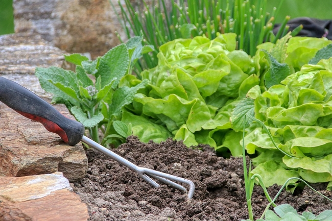 Lettuce in a garden. (Pixabay.com)