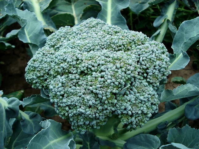 broccoli pixabay