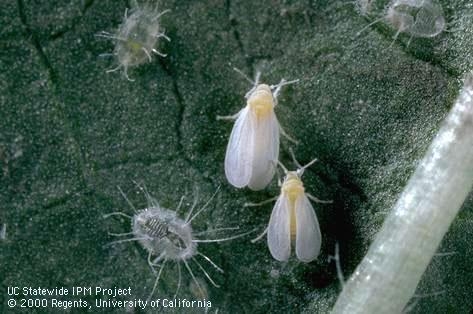 Greenhouse whiteflies and nymphs. (Jack Kelly Clark)