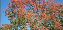 Early fall color on Chinese pistache. (Ed Perry) for The Stanislaus Sprout Blog