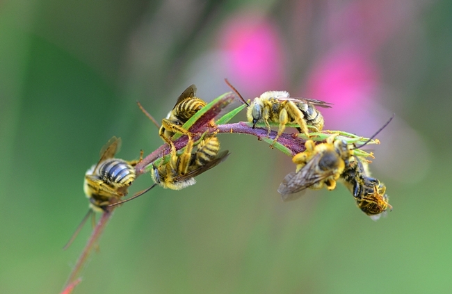 Male longhorned bees sleep in flowers at night. (Kathy Keatley Garvey)