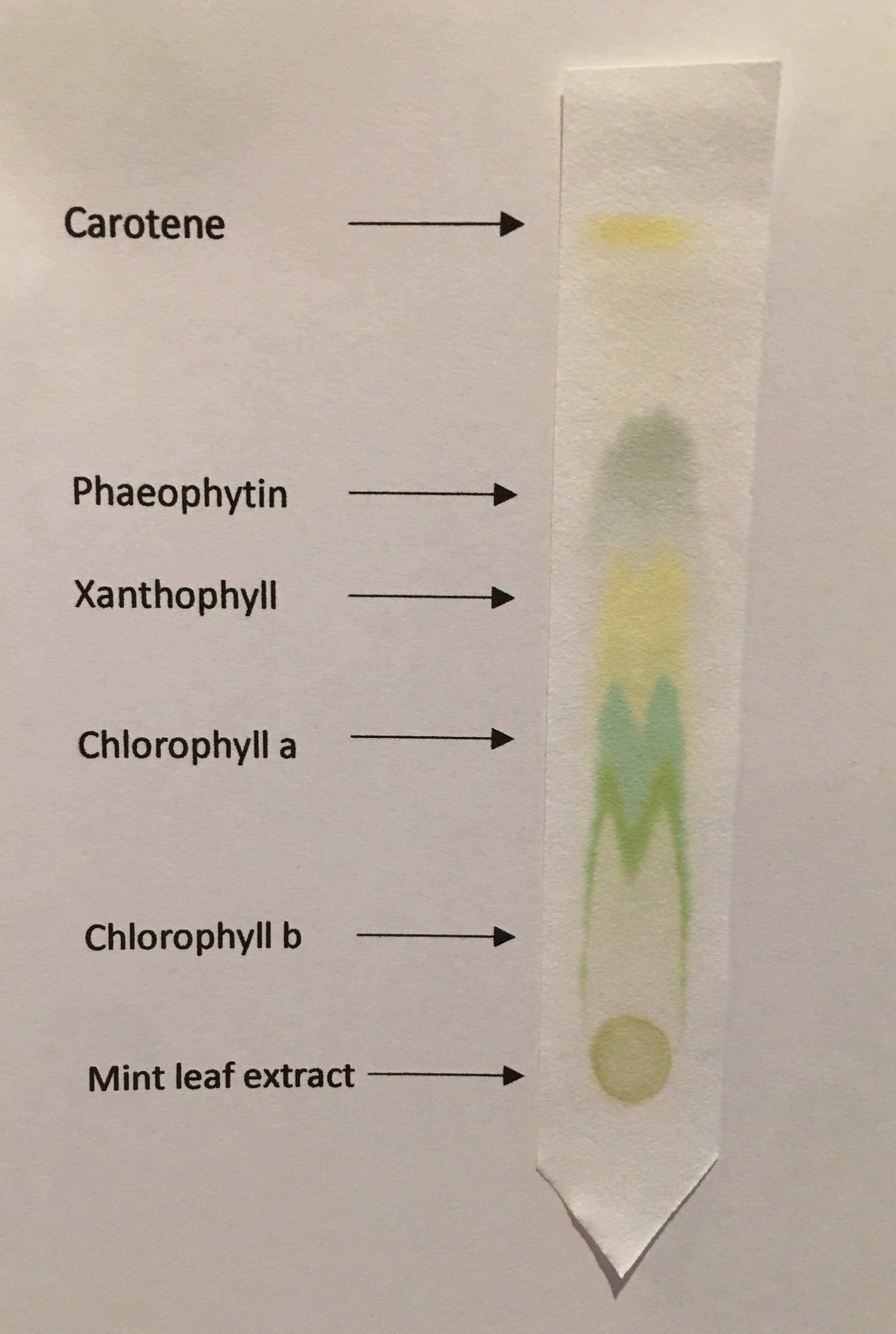 paper chromatography of photosynthetic pigments