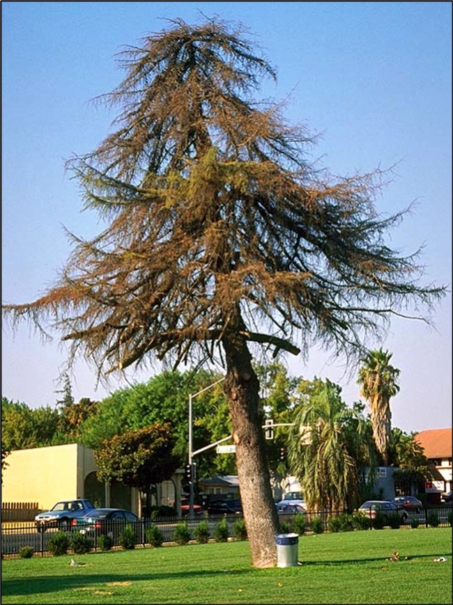 Dying cedar tree three years after root pruning. (Ed Perry)