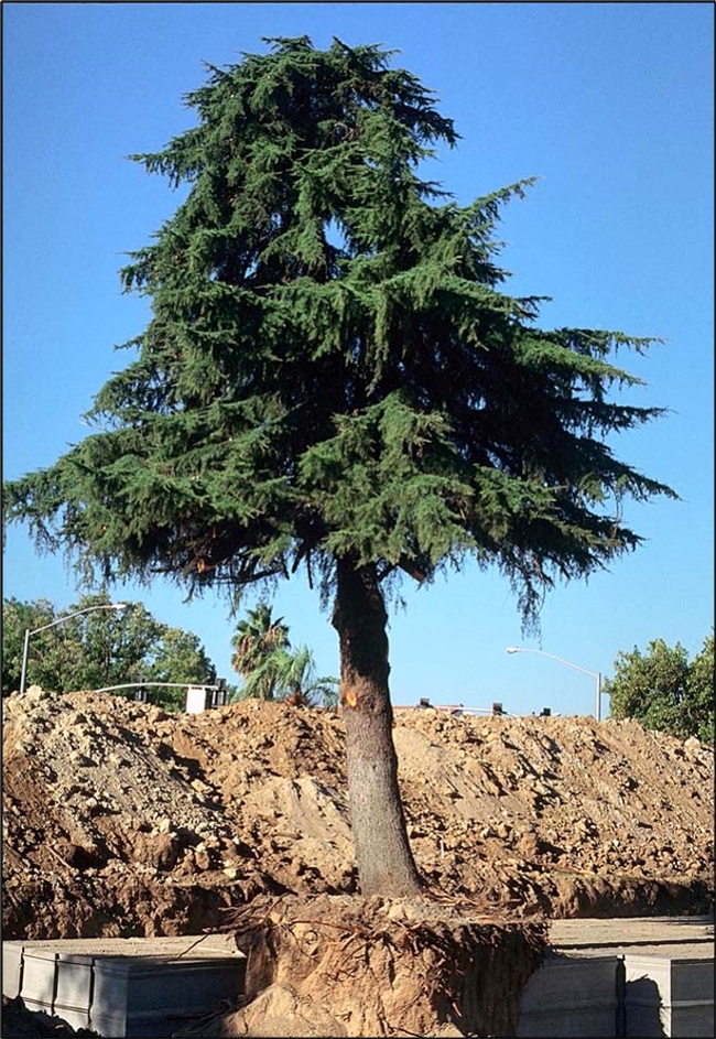 Healthy cedar tree being root pruned. (Ed Perry)