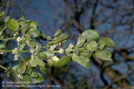 Foliage and fruit of broadleaf mistletoe.(Jack Kelly Clark)