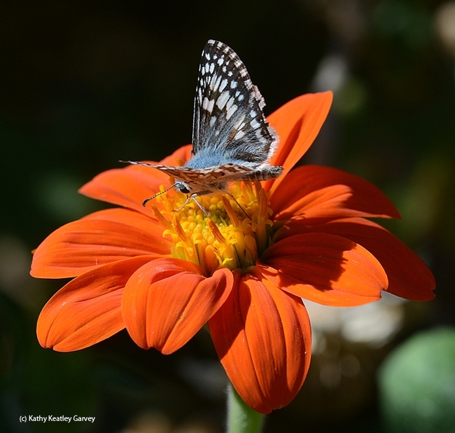 Common checkered skipper butterfly. (Kathy Keatley Garvey)