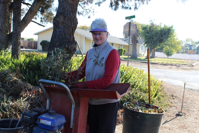 Master Gardener in front yard adds tree branches into her chipper.