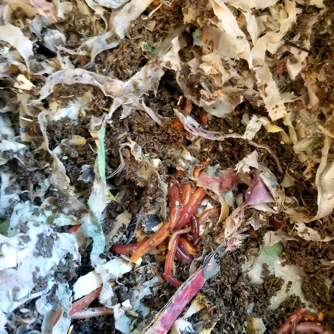 Several red wiggler worms in a worm bin with newspaper bedding.
