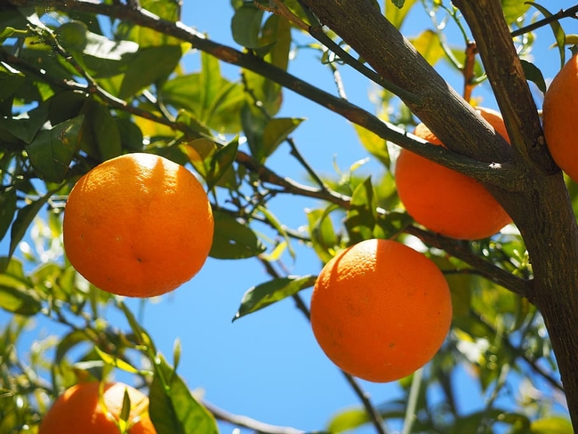 Oranges hanging on fruit tree. (Pisquels)