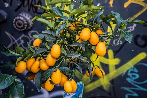 Kumquat tree. (Pisqels)