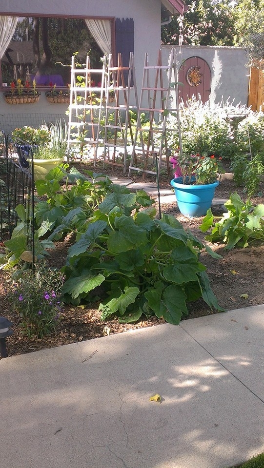 A garden full of vegetable plants including cucumbers growing up trellises.