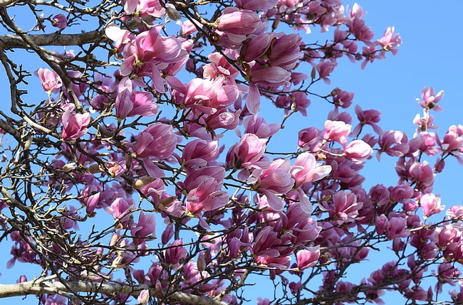 Tree branch with pink blossoms against a blue sky.