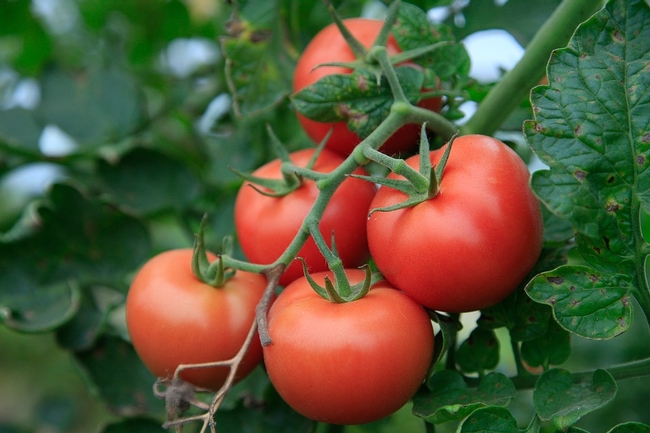 Tomatoes. (pixabay.com)