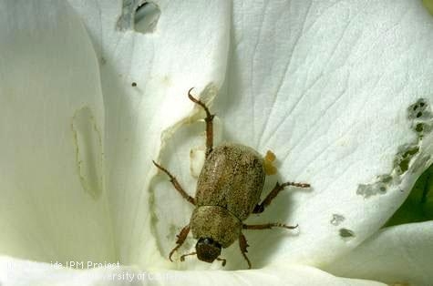 Small brown adult hoplia beetle and chewed up rose petals. (Jack Kelly Clark)