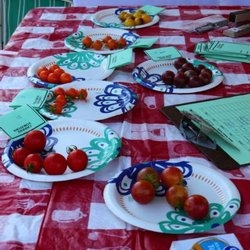 A red and white checkered tablecloth with plates of tomatoes laid out for tasting. (T. Celio)