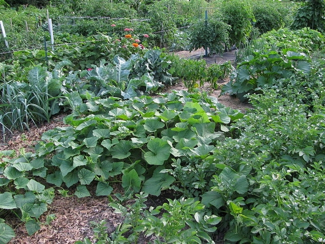 Vegetable garden with squash, potatoes, and greens.