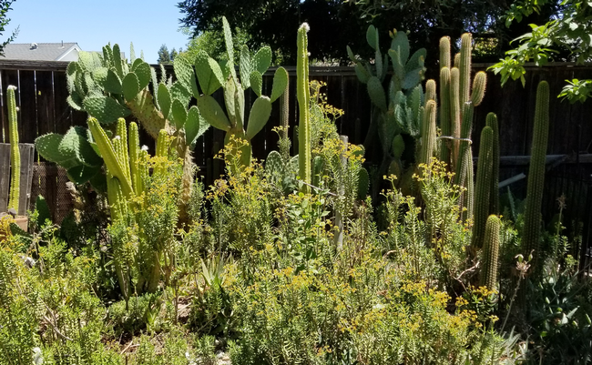 Photo of a water wise garden with cactus and succulents. (Johnny Mullins)